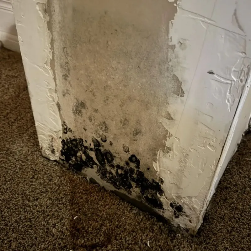 Professional Mold Removal in San Martin, CA